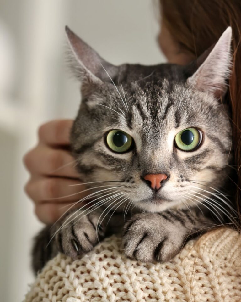 Doença Renal Crônica em Gatos: Entenda e Saiba Como Cuidar